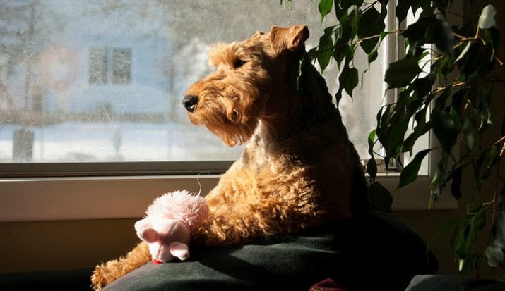 Вельштерьер (28 фото): опис породи, різновиди уельського тер’єра. Як дресирувати собак?