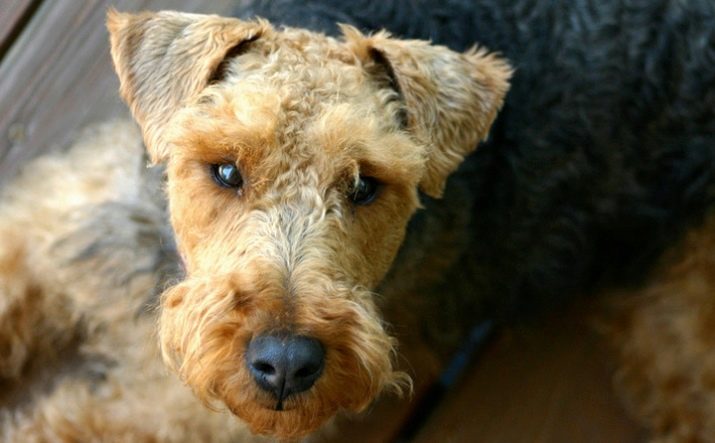 Вельштерьер (28 фото): опис породи, різновиди уельського тер’єра. Як дресирувати собак?