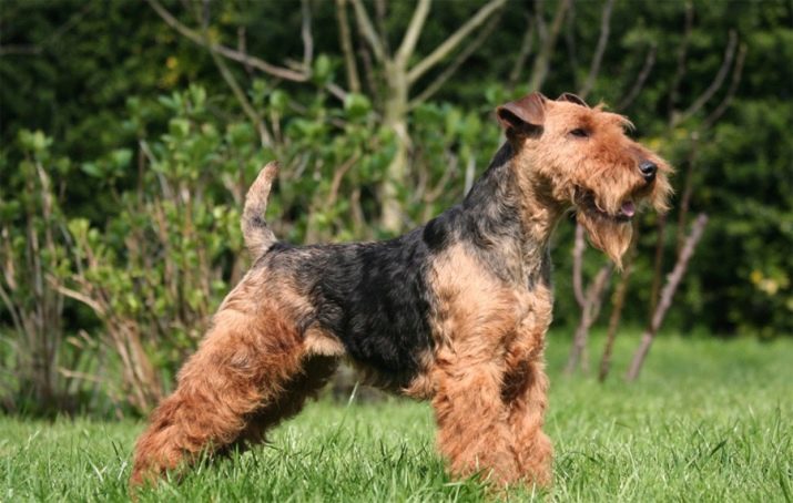 Вельштерьер (28 фото): опис породи, різновиди уельського тер’єра. Як дресирувати собак?