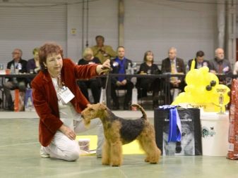 Вельштерьер (28 фото): опис породи, різновиди уельського тер’єра. Як дресирувати собак?