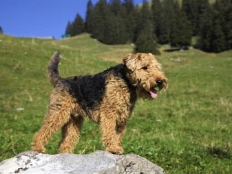 Вельштерьер (28 фото): опис породи, різновиди уельського тер’єра. Як дресирувати собак?