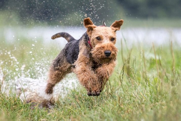 Вельштерьер (28 фото): опис породи, різновиди уельського тер’єра. Як дресирувати собак?