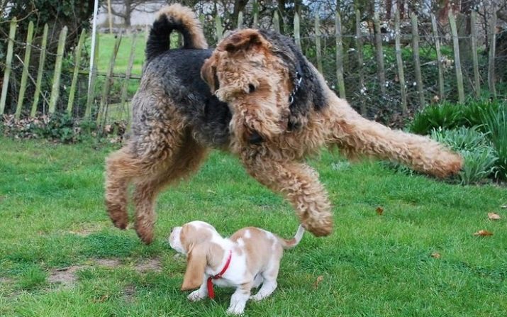 Вельштерьер (28 фото): опис породи, різновиди уельського тер’єра. Як дресирувати собак?