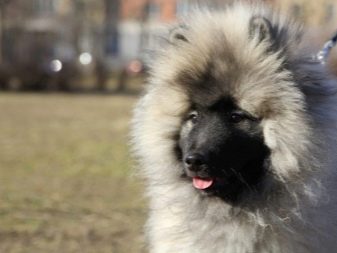 Великий шпіц (28 фото): характеристика гроссшпица. Чому ця німецька порода собак так називається?