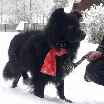 Великий шпіц (28 фото): характеристика гроссшпица. Чому ця німецька порода собак так називається?