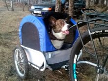 Велопричіп: особливості причепів «Бджілка» та «Джміль» для велосипеда, велосипедні вантажні і бічні причепи, моделі для перевезення собак та іншого вантажу