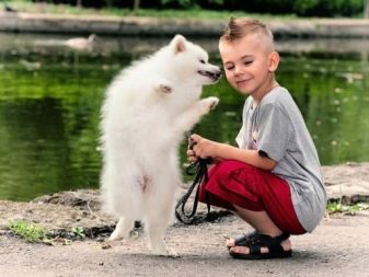 Вольпино італійсько (30 фото): опис італійського шпіца, чорний і інші забарвлення