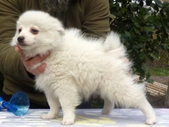 Вольпино італійсько (30 фото): опис італійського шпіца, чорний і інші забарвлення