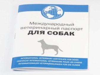 Вольпино італійсько (30 фото): опис італійського шпіца, чорний і інші забарвлення