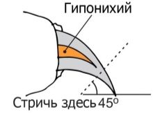 Вольпино італійсько (30 фото): опис італійського шпіца, чорний і інші забарвлення