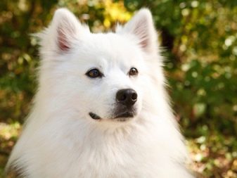 Вольпино італійсько (30 фото): опис італійського шпіца, чорний і інші забарвлення