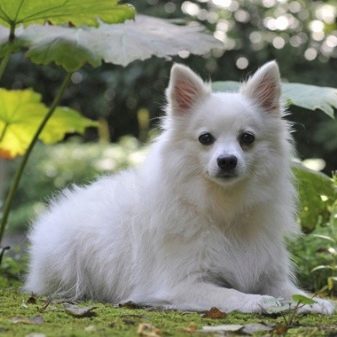 Вольпино італійсько (30 фото): опис італійського шпіца, чорний і інші забарвлення