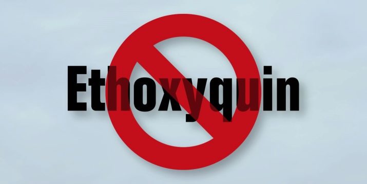 Вологі корми для кішок (35 фото): рейтинг виробників, кращі рідкі корми за якістю. Скільки потрібно давати в день? Відгуки ветеринарів