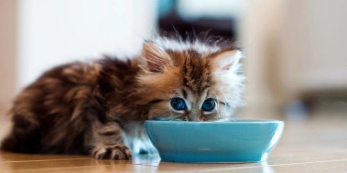 Вологі корми для кішок (35 фото): рейтинг виробників, кращі рідкі корми за якістю. Скільки потрібно давати в день? Відгуки ветеринарів