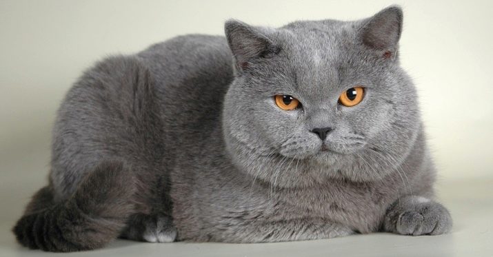 Вологі корми для кішок (35 фото): рейтинг виробників, кращі рідкі корми за якістю. Скільки потрібно давати в день? Відгуки ветеринарів