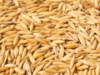 Вологі корми для кішок (35 фото): рейтинг виробників, кращі рідкі корми за якістю. Скільки потрібно давати в день? Відгуки ветеринарів