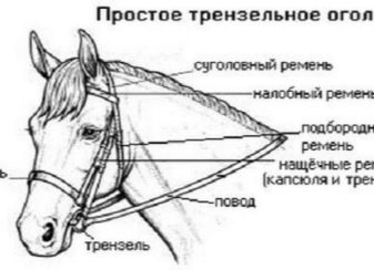 Вуздечка для коня (30 фото): що це таке? Розміри і будова вузди. Як своїми руками правильно одягнути недоуздок на коня? Види вуздечок