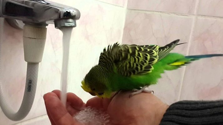 Можно мыть попугаев. Попугай купается. Как купать попугая. Как научить попугая купаться. Как купаются волнистые попугаи.