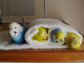 Як купати папугу? В якій купалке або ванні можна його мити? Як навчити папугу купатися?