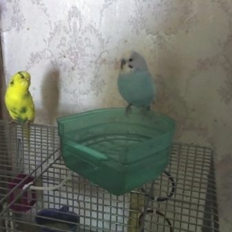 Як купати папугу? В якій купалке або ванні можна його мити? Як навчити папугу купатися?