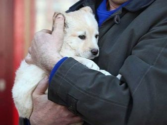Як мити собаку? Потрібно купати цуценя в спеку? Коли в перший раз його мити? Можна використовувати господарське мило? Правила миття