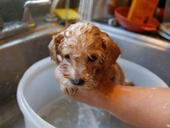 Як мити собаку? Потрібно купати цуценя в спеку? Коли в перший раз його мити? Можна використовувати господарське мило? Правила миття