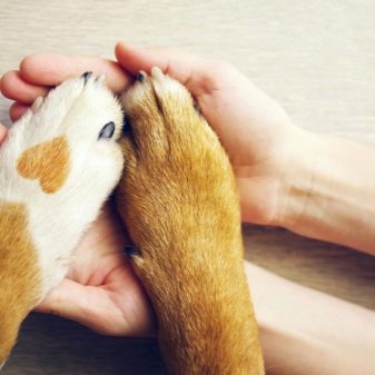 Як мити собаку? Потрібно купати цуценя в спеку? Коли в перший раз його мити? Можна використовувати господарське мило? Правила миття