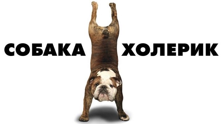 Як навчити собаку команді «Голос»? Як привчити цуценя гавкати на чужих людей у приватному будинку в домашніх умовах?