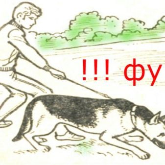 Як навчити собаку командам «фу» і «не можна»? 39 фото Як привчити цуценя в домашніх умовах до команд? Як навчити дорослу тварину?