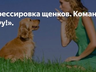 Як навчити собаку командам «фу» і «не можна»? 39 фото Як привчити цуценя в домашніх умовах до команд? Як навчити дорослу тварину?