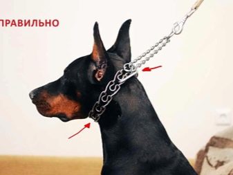 Як навчити собаку командам «фу» і «не можна»? 39 фото Як привчити цуценя в домашніх умовах до команд? Як навчити дорослу тварину?