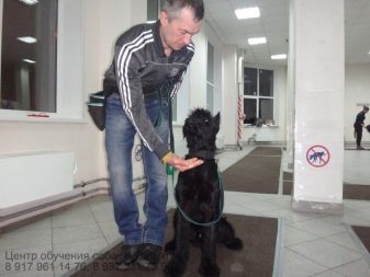 Як навчити собаку командам «фу» і «не можна»? 39 фото Як привчити цуценя в домашніх умовах до команд? Як навчити дорослу тварину?