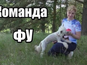 Як навчити собаку командам «фу» і «не можна»? 39 фото Як привчити цуценя в домашніх умовах до команд? Як навчити дорослу тварину?