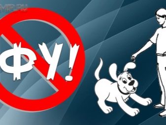 Як навчити собаку командам «фу» і «не можна»? 39 фото Як привчити цуценя в домашніх умовах до команд? Як навчити дорослу тварину?