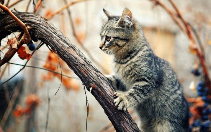 Як назвати сірого кошеня? Популярні, оригінальні і поширені імена для кішок і котів сірого кольору