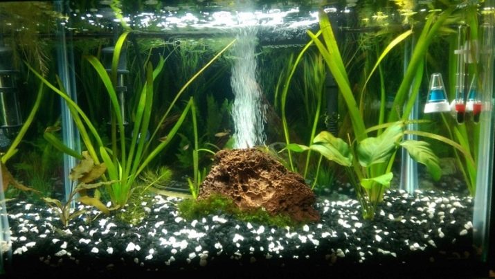 Як охолодити воду в акваріумі? 12 фото Як правильно охолоджувати воду акваріумним холодильником? Кращі охолоджувачі в спеку