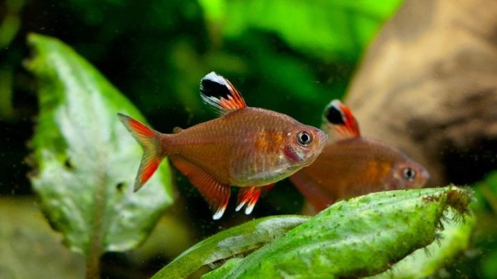 Як охолодити воду в акваріумі? 12 фото Як правильно охолоджувати воду акваріумним холодильником? Кращі охолоджувачі в спеку