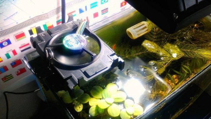 Як охолодити воду в акваріумі? 12 фото Як правильно охолоджувати воду акваріумним холодильником? Кращі охолоджувачі в спеку