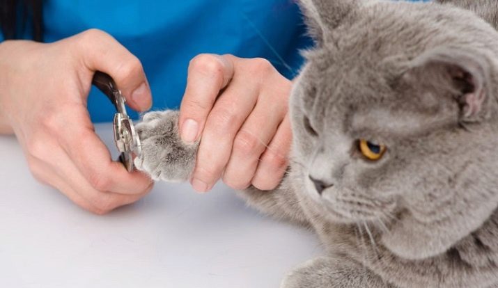 Як підстригти кігті кішці? 25 фото Чим їх стригти в домашніх умовах? Можна обстригти кігті кошеняті? Як часто потрібно це робити?