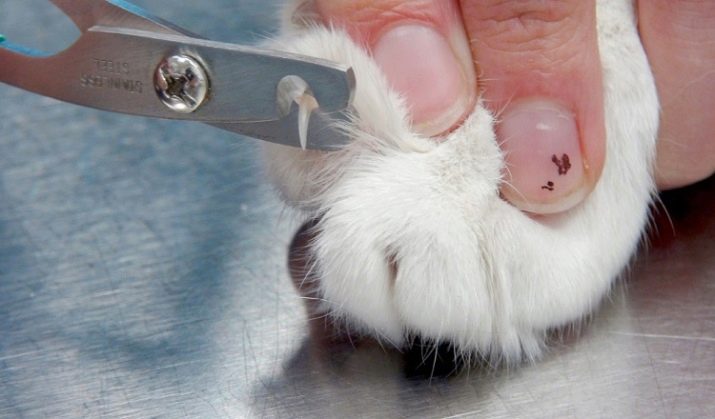 Як підстригти кігті кішці? 25 фото Чим їх стригти в домашніх умовах? Можна обстригти кігті кошеняті? Як часто потрібно це робити?