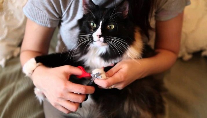 Як підстригти кігті кішці? 25 фото Чим їх стригти в домашніх умовах? Можна обстригти кігті кошеняті? Як часто потрібно це робити?