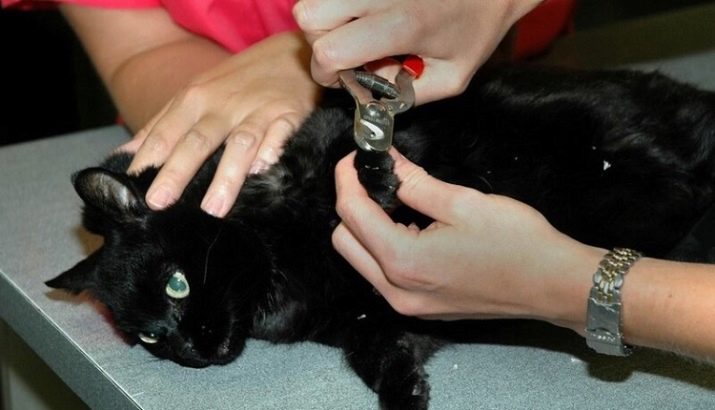 Як підстригти кігті кішці? 25 фото Чим їх стригти в домашніх умовах? Можна обстригти кігті кошеняті? Як часто потрібно це робити?