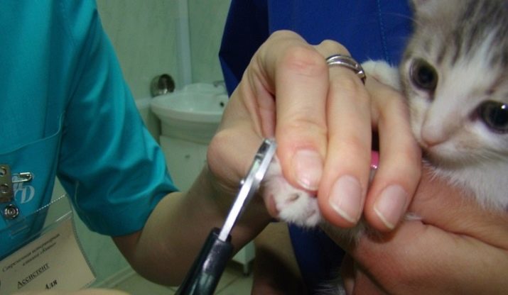 Як підстригти кігті кішці? 25 фото Чим їх стригти в домашніх умовах? Можна обстригти кігті кошеняті? Як часто потрібно це робити?