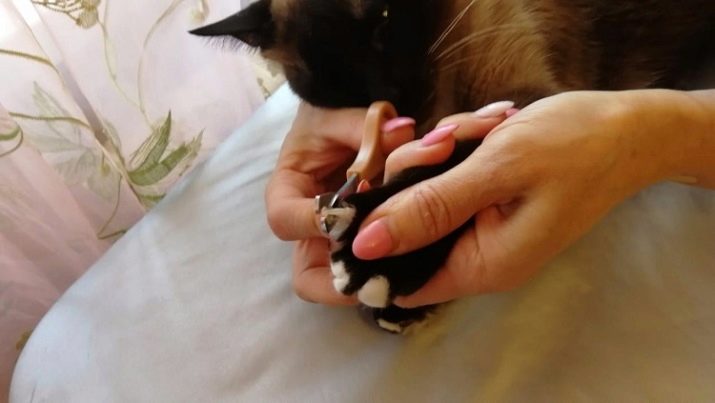 Як підстригти кігті кішці? 25 фото Чим їх стригти в домашніх умовах? Можна обстригти кігті кошеняті? Як часто потрібно це робити?