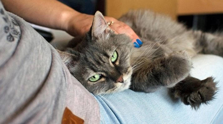 Як підстригти кігті кішці? 25 фото Чим їх стригти в домашніх умовах? Можна обстригти кігті кошеняті? Як часто потрібно це робити?