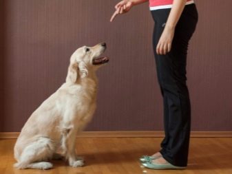 Як подружити кішку з собакою в квартирі? Як познайомити котеня з цуценям? Як їх примирити? Причини ворожнечі і суперництва