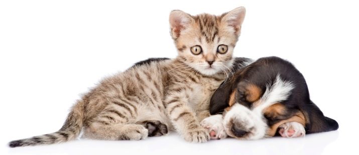 Як подружити кішку з собакою в квартирі? Як познайомити котеня з цуценям? Як їх примирити? Причини ворожнечі і суперництва