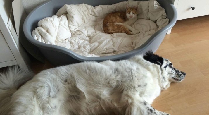 Як подружити кішку з собакою в квартирі? Як познайомити котеня з цуценям? Як їх примирити? Причини ворожнечі і суперництва