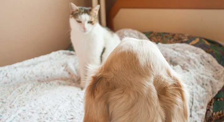 Як подружити кішку з собакою в квартирі? Як познайомити котеня з цуценям? Як їх примирити? Причини ворожнечі і суперництва