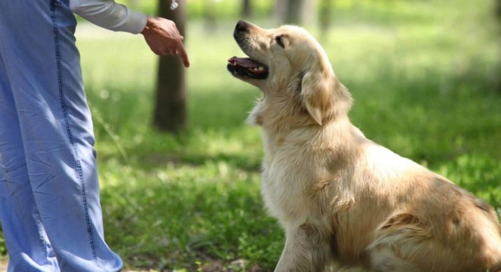 Як подружити кішку з собакою в квартирі? Як познайомити котеня з цуценям? Як їх примирити? Причини ворожнечі і суперництва